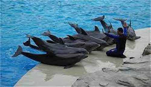 Aprueban diputados federales prohibir en México, uso de mamiferos marinos en espectáculos fijo o itinerantes